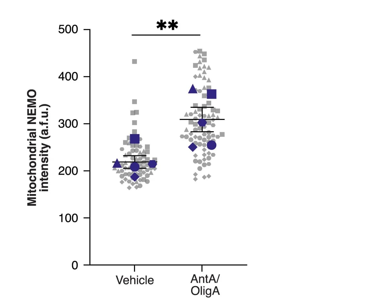 Open access visualization of Scatter Plot, Error Bars, Mitochondrial NEMO, Murine Astrocytes, Vehicle