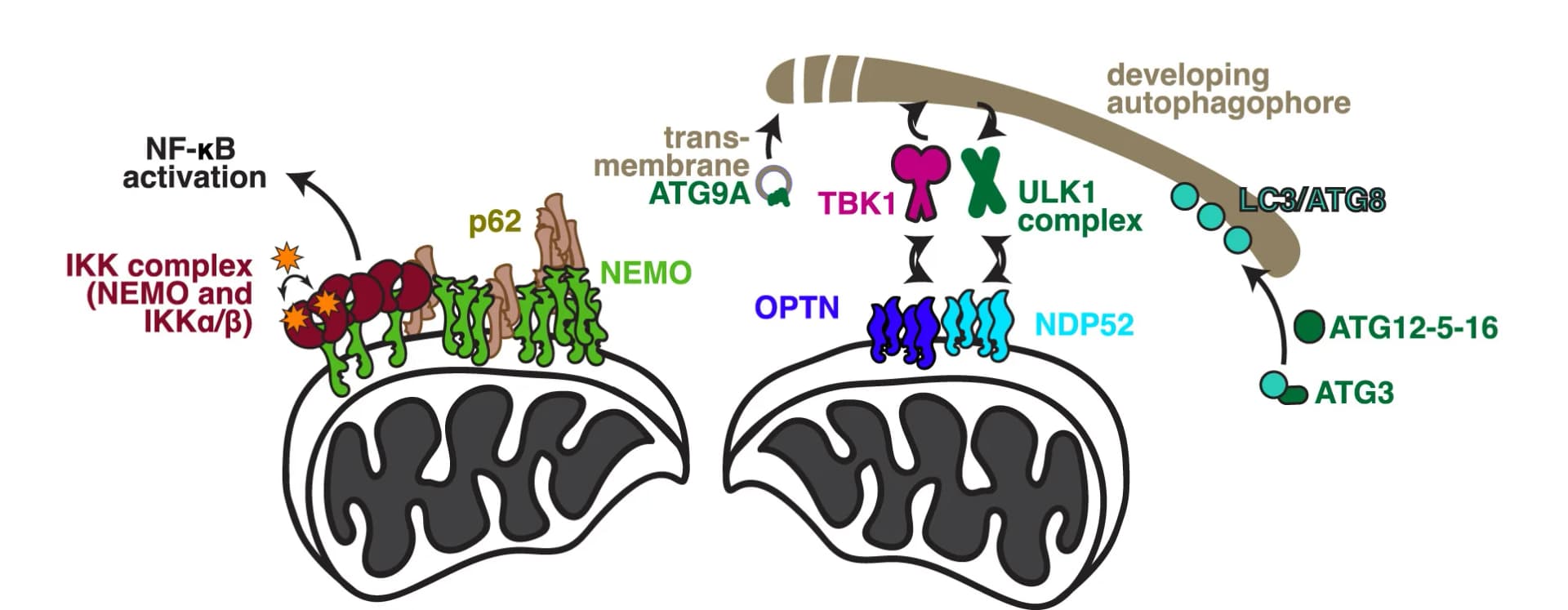 Open access visualization of Workflow, Flowchart, Illustration, Mitochondria, Autophagosomal Clearance