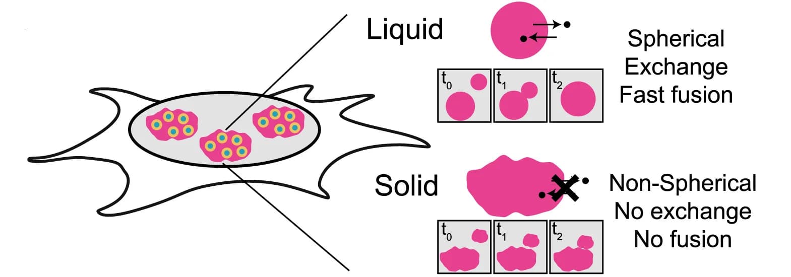 Open access visualization of Illustration, Nucleoli, Liquid-like, Solid-like, Schematic