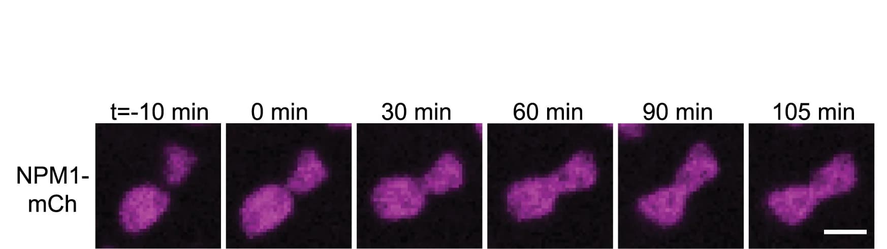 Open access visualization of Microscopy, Nucleoli, NPM1-mCh, Fusion, Rounding