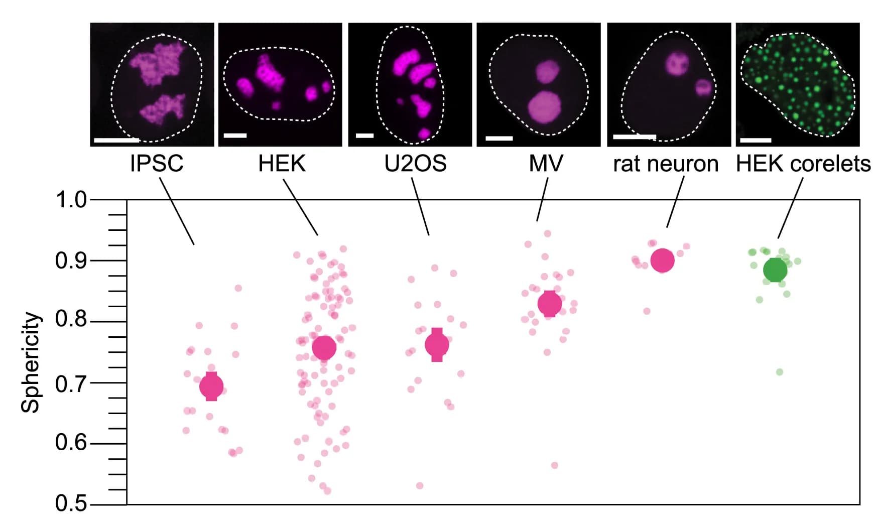 Open access visualization of Scatter Plot, Error Bars, Microscopy, Nucleoli, Engineered droplets