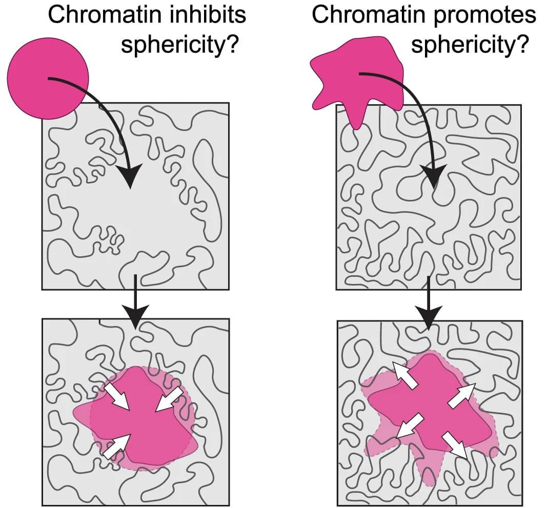 Open access visualization of Workflow, Flowchart, Illustration, Nucleolar Shape, Chromatin