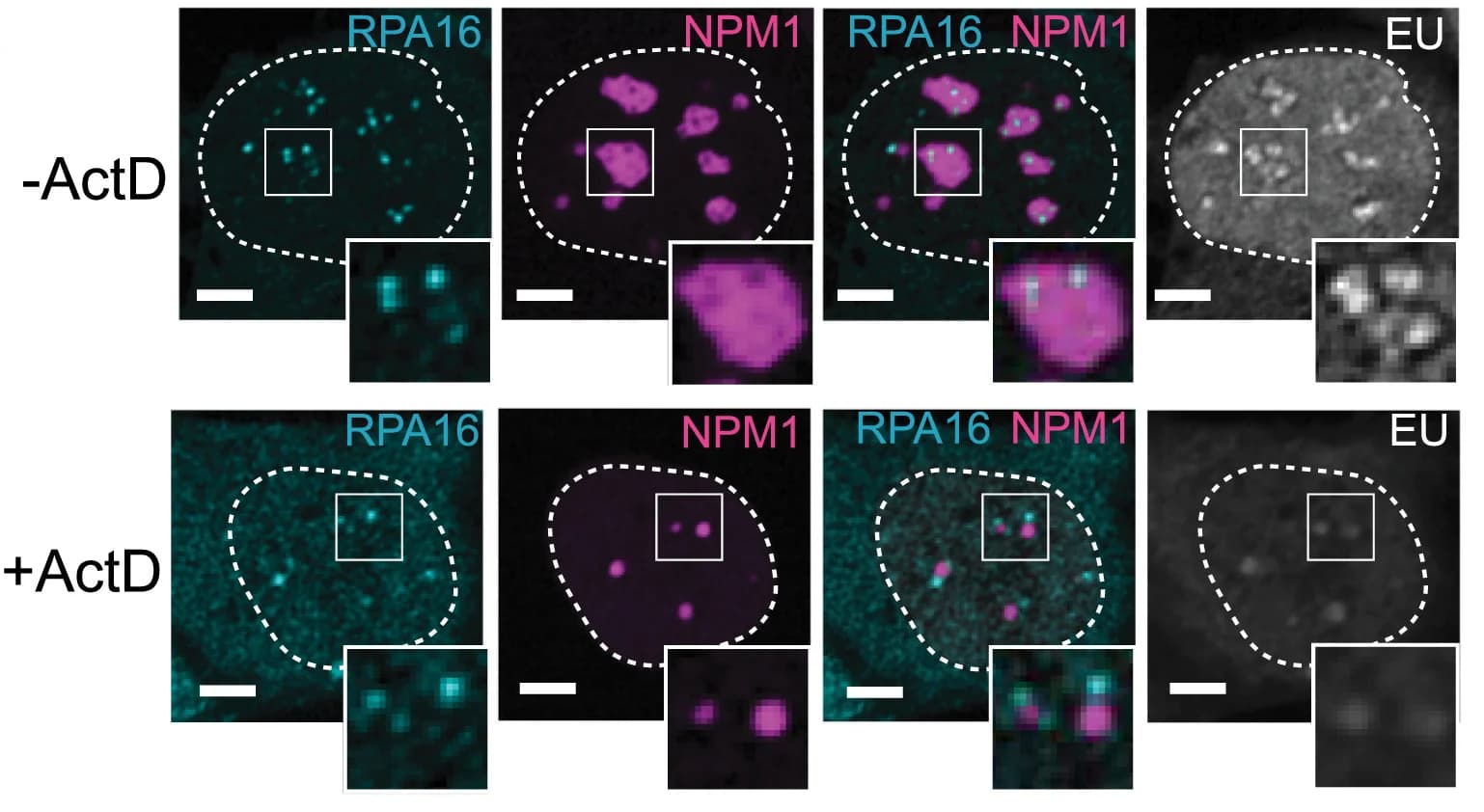 Open access visualization of Microscopy, RNA transcription, Nucleolus, Morphological changes