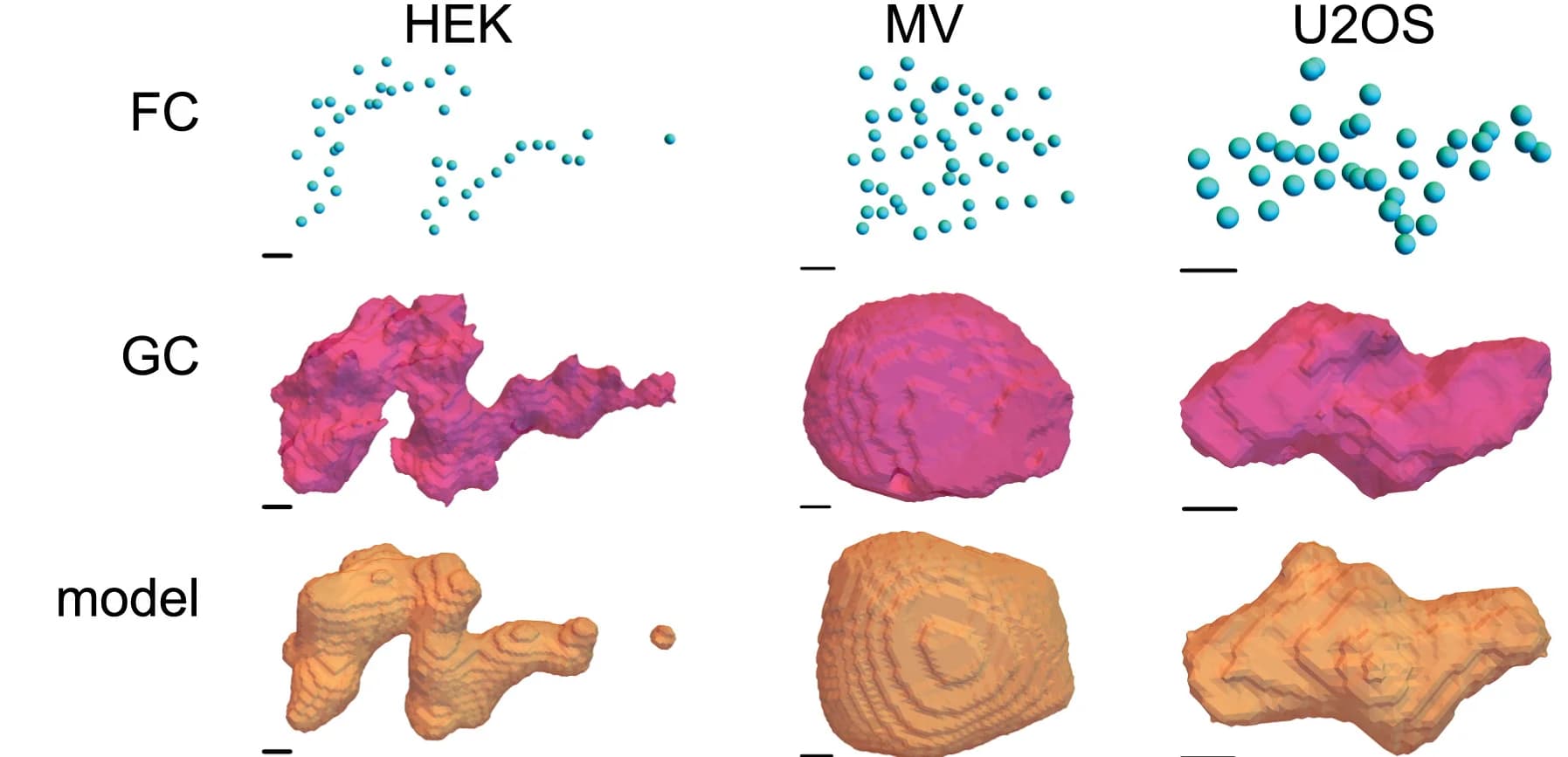 Open access visualization of 3D Plot, Nucleolar shape, HEK cells, MV cells, U2OS cells