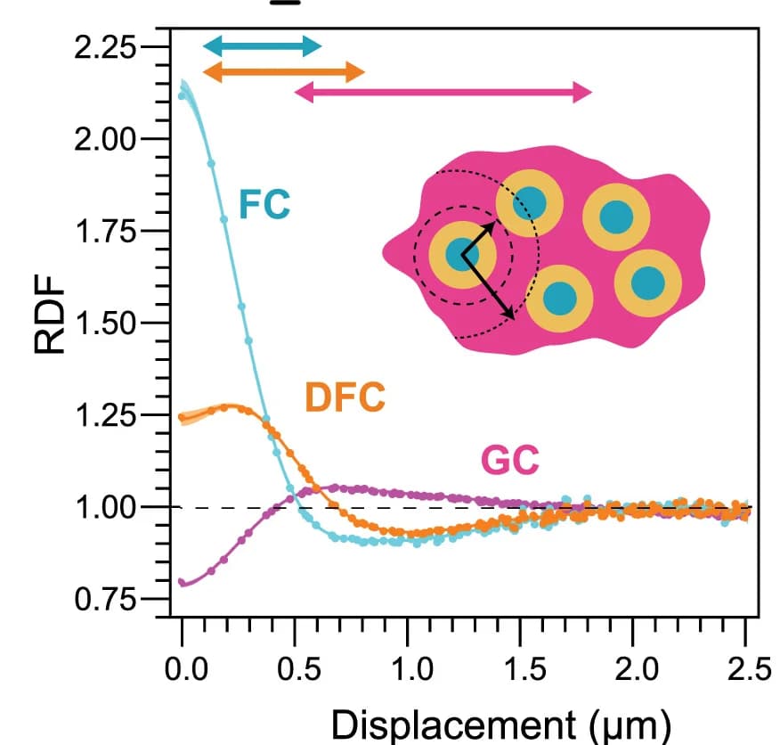 Open access visualization of Line Plot, Nucleolar phases, RDF, Concentric layering