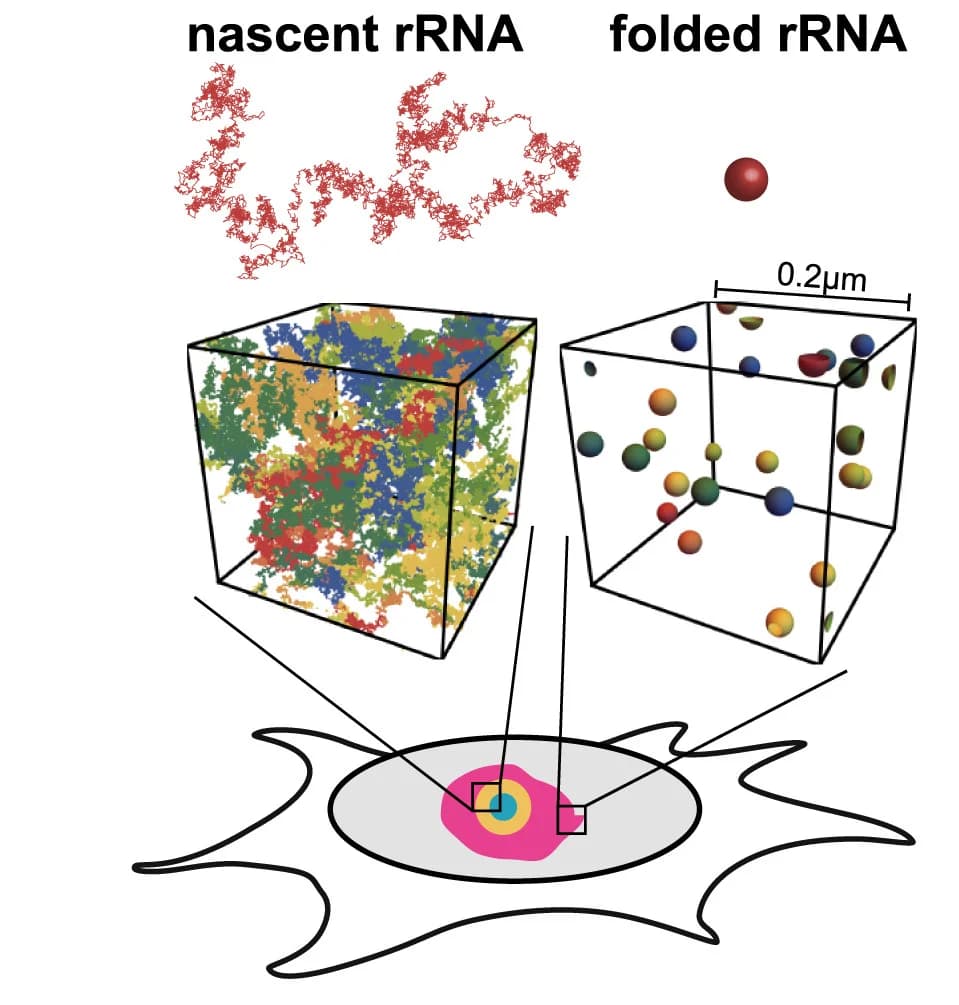 Open access visualization of Illustration, rRNA, Random Coil, Ribosomal Subunit, rRNA Transcript
