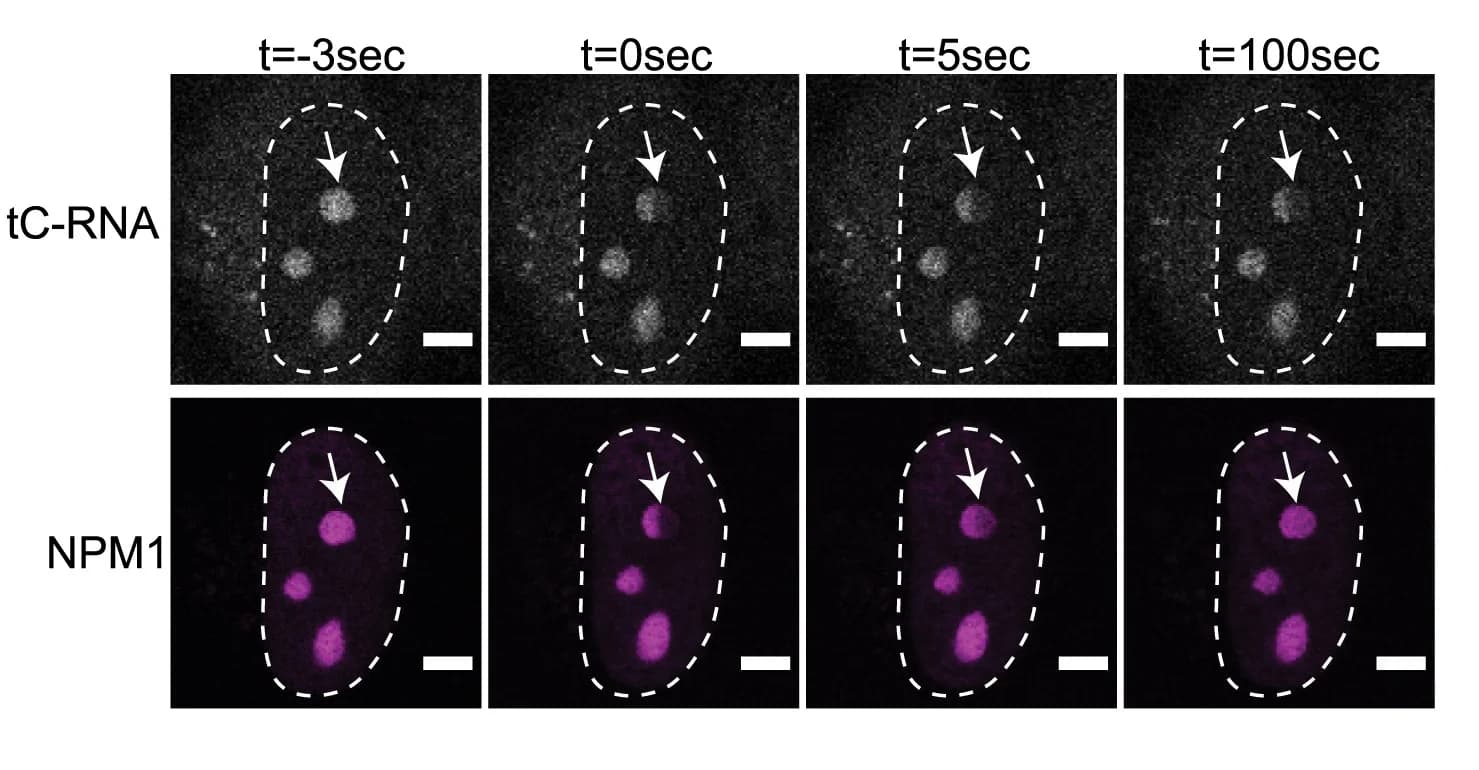 Open access visualization of Microscopy, RNA, tC nucleotides, NPM1-mCh, Bleaching