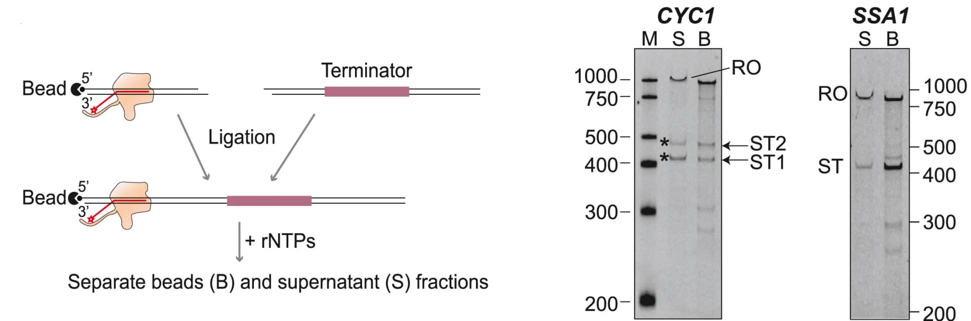 Open access visualization of Workflow, Gel, Experimental Scheme, Terminator Fragments, FAM-labeled Transcripts