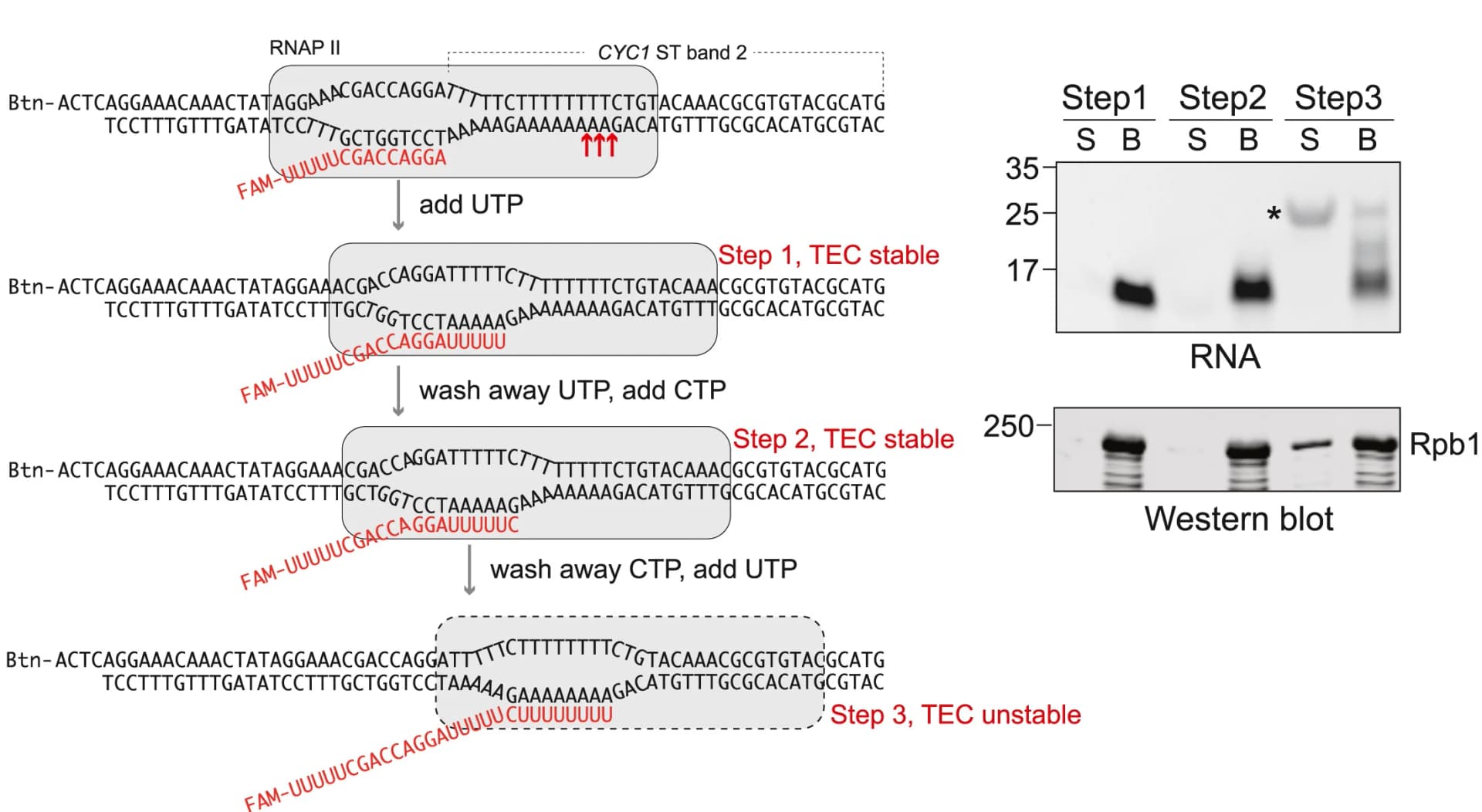 Open access visualization of Workflow, Gel, Experimental Scheme, RNAPII, Step Walking