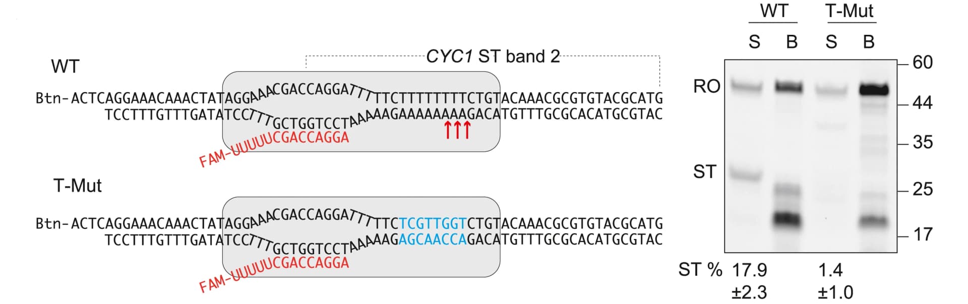 Open access visualization of Gel, Illustration, Schemes, Template Sequences, RNA Transcripts
