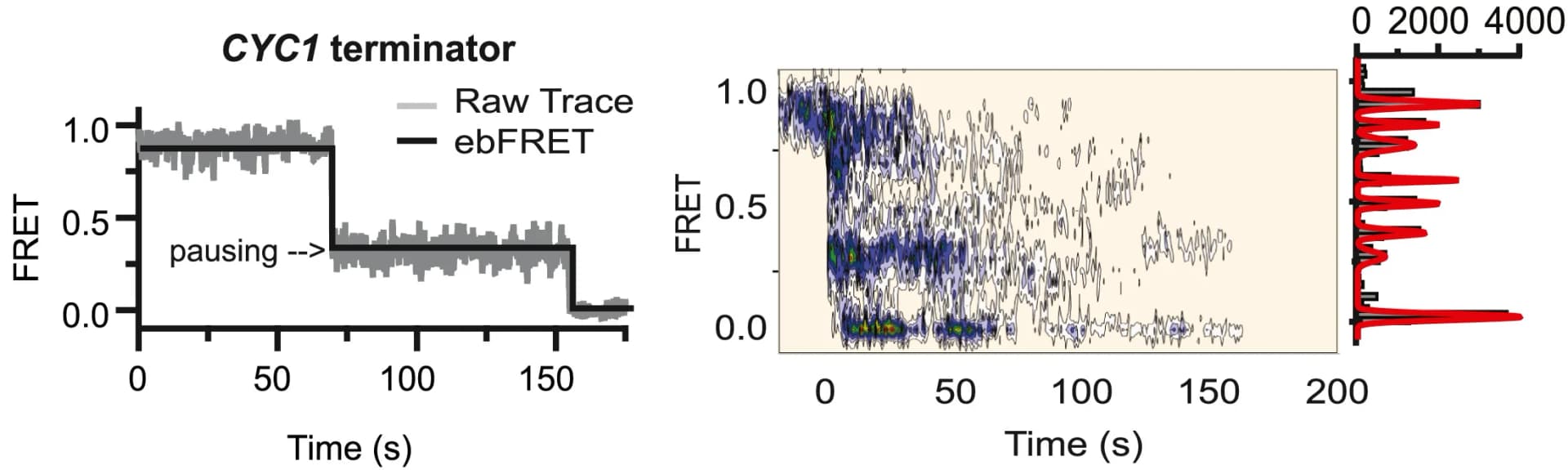 Open access visualization of Line Plot, Density Plot, Histogram, CYC1 Termination Sequence