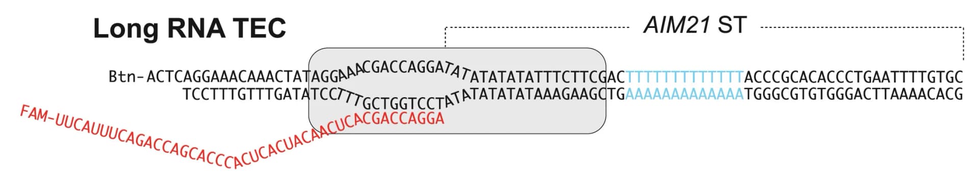 Open access visualization of Workflow, Illustration, TEC Assembly, T-tract