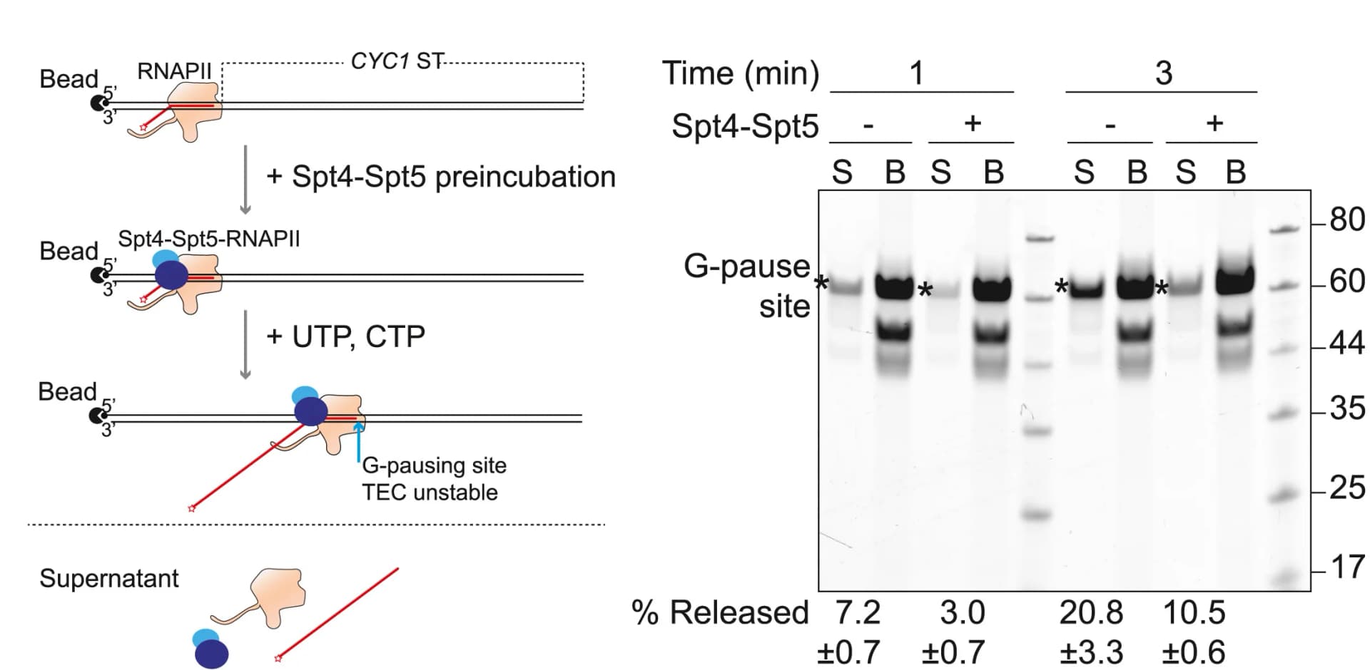 Open access visualization of Gel, Workflow, TEC Assembly, Spt4-Spt5, UTP