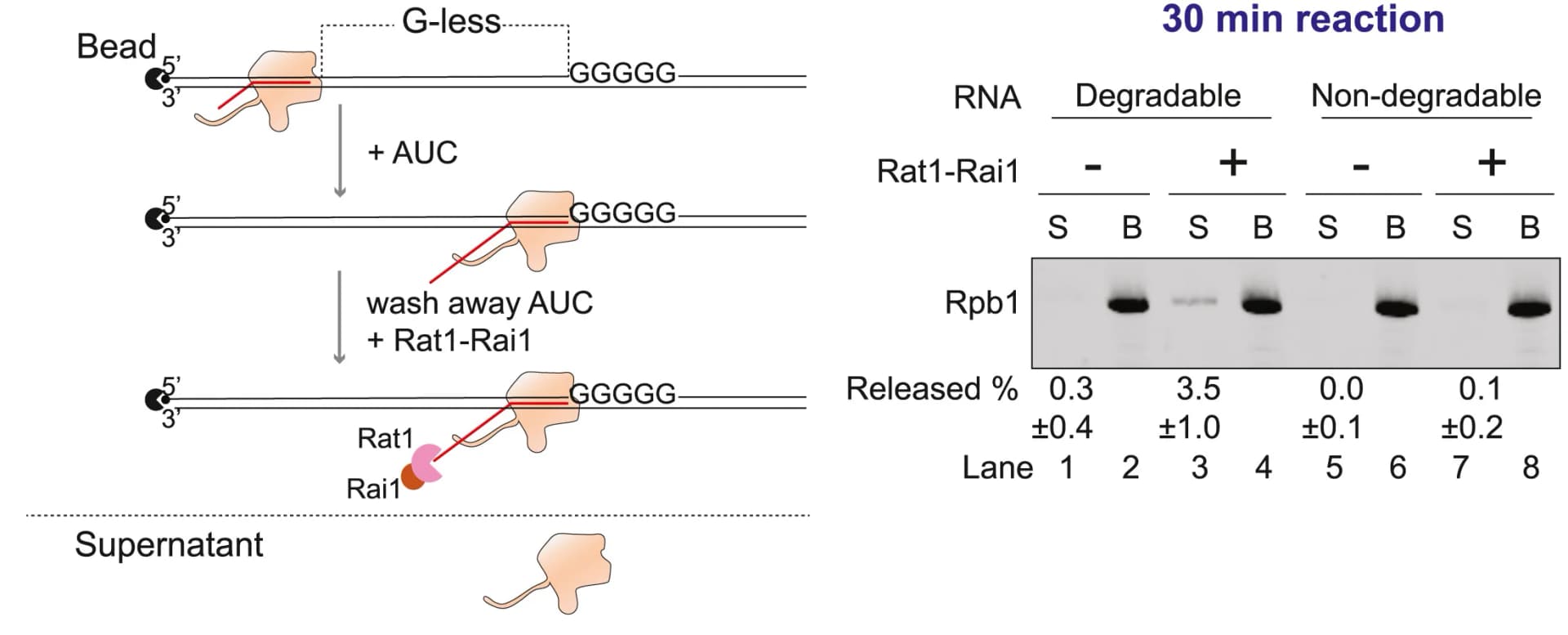 Open access visualization of Workflow, Gel, Experimental Scheme, Rat1-Rai1, Rpb1 Western Blotting