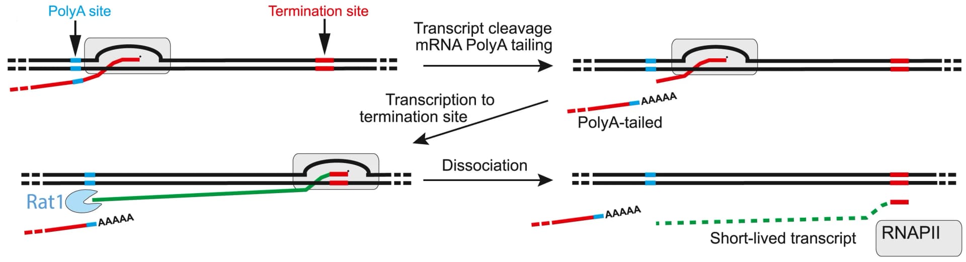 Open access visualization of Workflow, Flowchart, Illustration, RNAPII, Termination