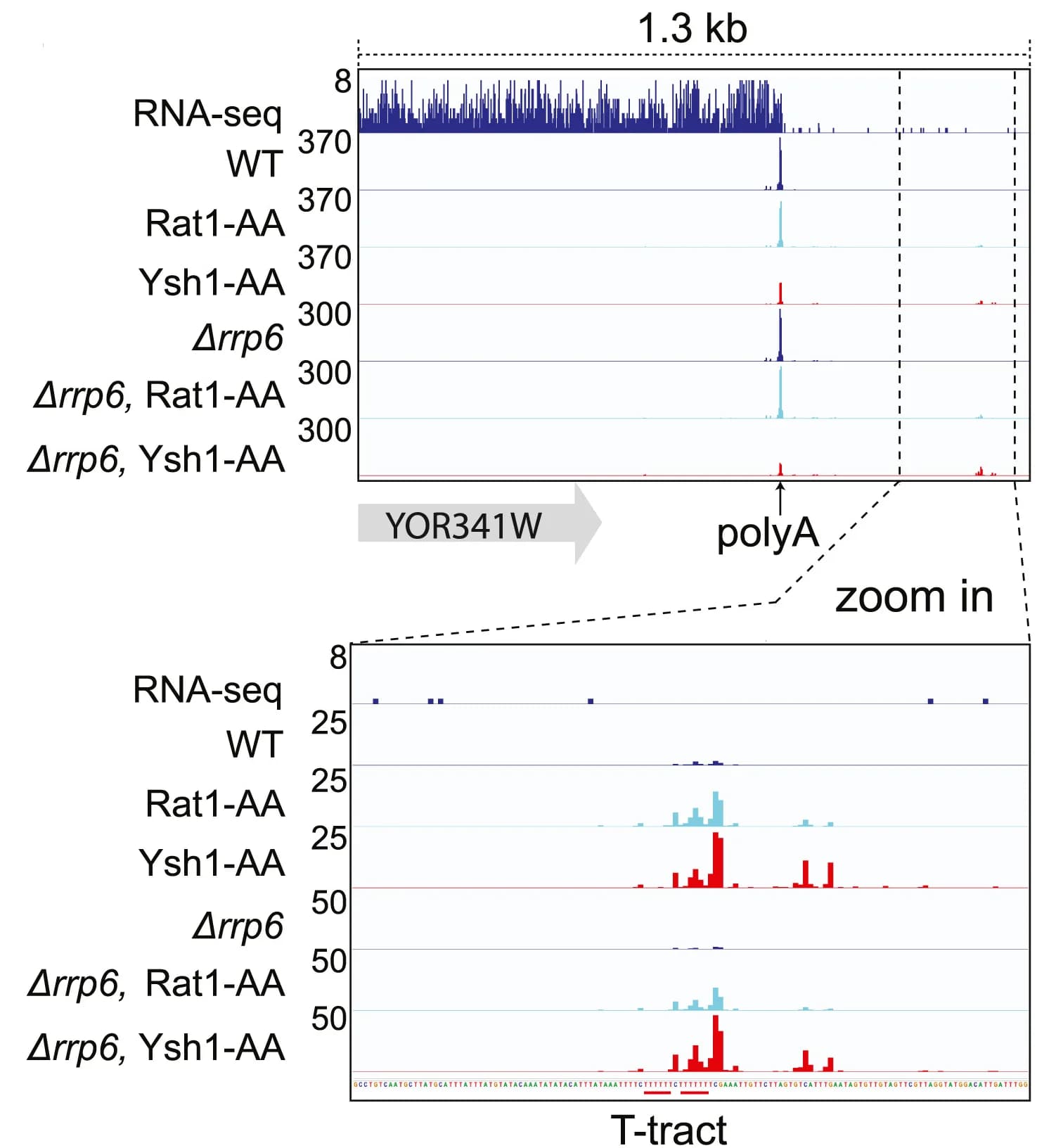 Open access visualization of Line Plot, Single-gene, RNA-seq, Poly(A) sites, 3-end sequencing