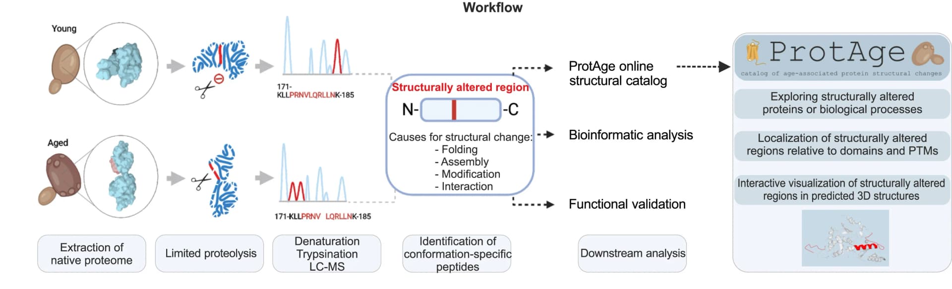 Open access visualization of Workflow, Line Plot, 3D Plot, Illustration, Protein structural changes