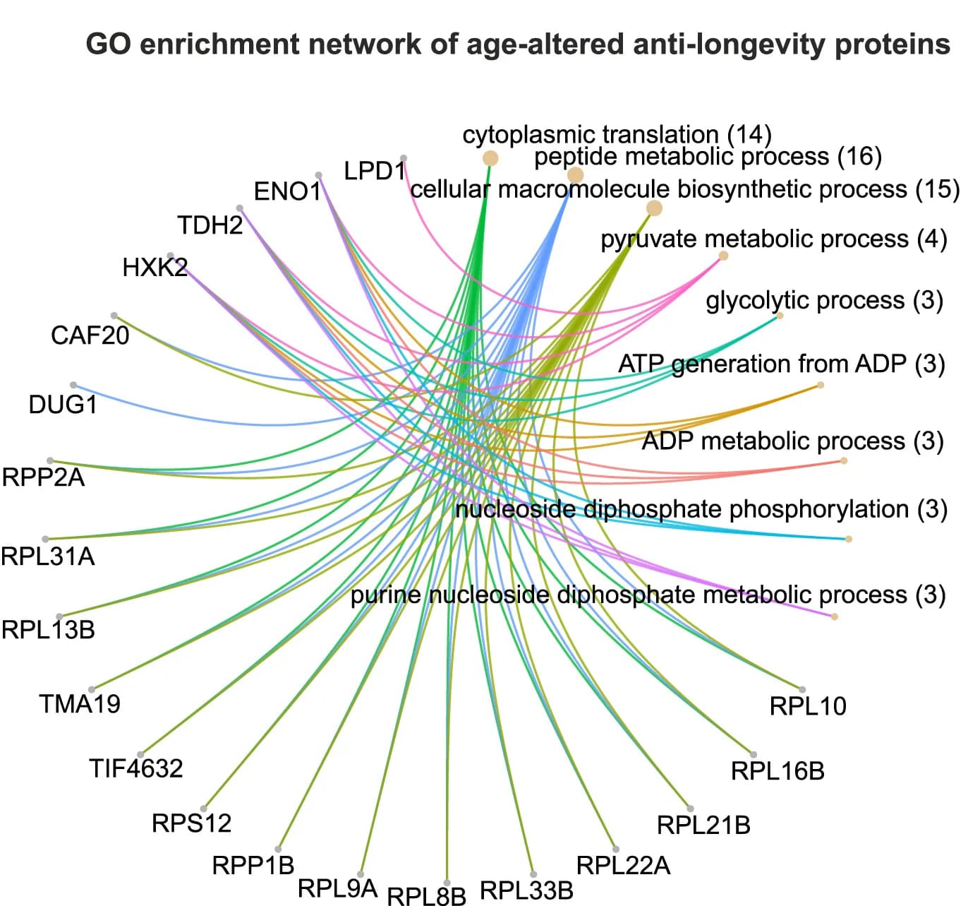 Open access visualization of Network, Pathway, Network plot, GO biological processes, Age-altered proteins