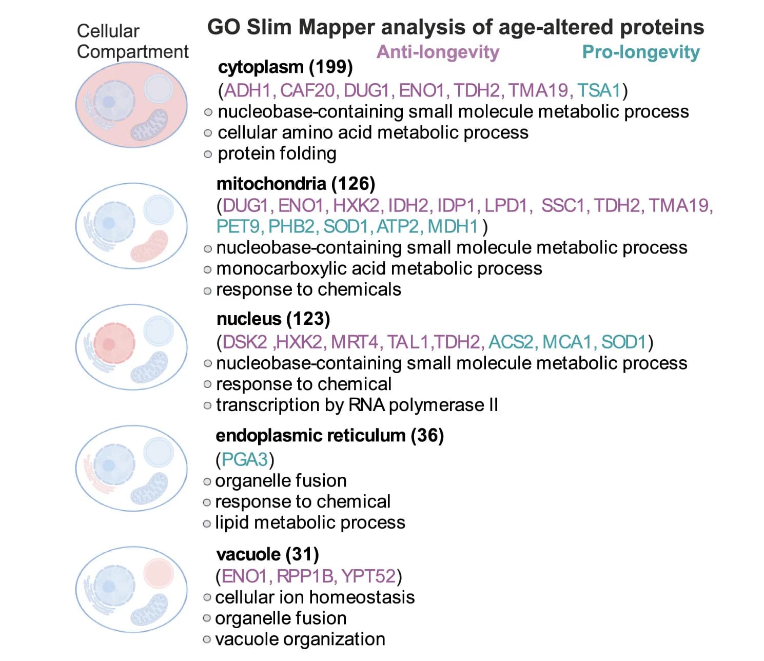 Open access visualization of Workflow, Illustration, Age-altered proteins, Cellular localization, GO cellular component