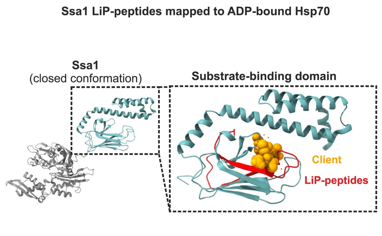 Open access visualization of Protein Structure, ADP, Hsp70, Nucleotide Binding Domain, Substrate Binding Domain