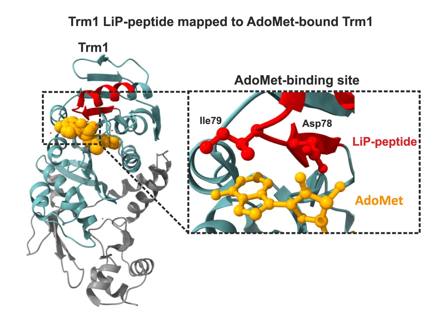 Open access visualization of Protein Structure, Chemical Structure, Pyrococcus horikoshii Trm1, LiP-peptide, AdoMet