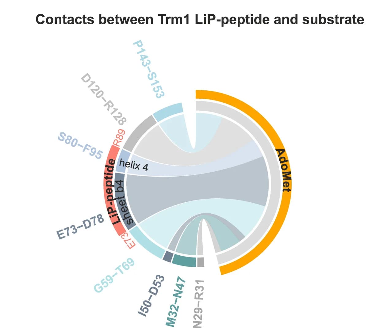 Open access visualization of Chord, Chord Plot, LiP Peptide, AdoMet, Aged Cells