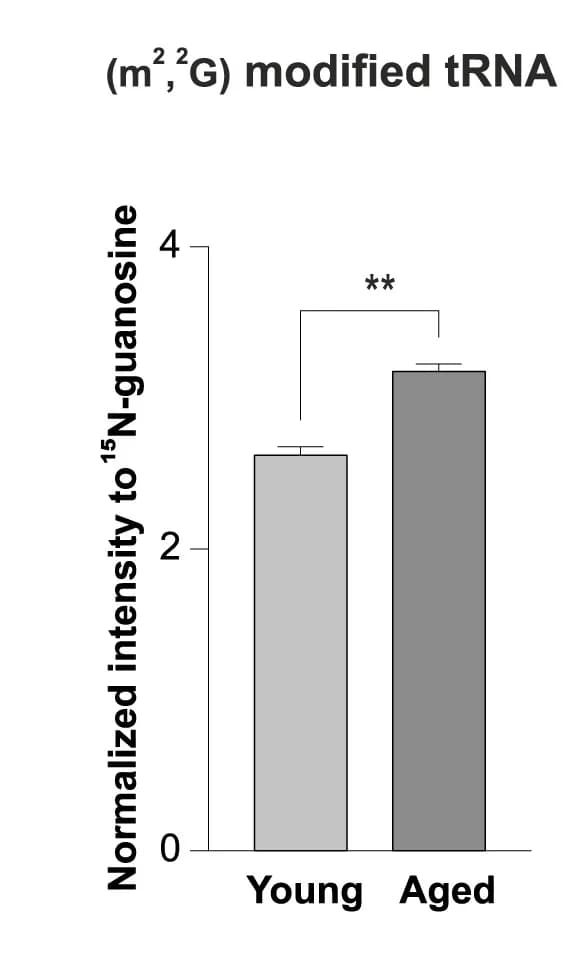 Open access visualization of Bar Plot, Error Bars, N2,N2-dimethylguanosine, tRNA, Aged Cells