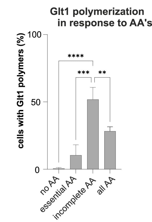 Open access visualization of Bar Plot, Error Bars, Glt1, Polymers, Amino Acids