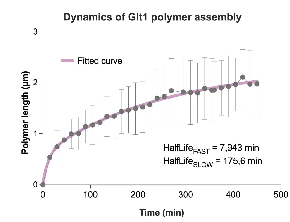 Open access visualization of Line Plot, Error Bars, Glt1 Polymer Assembly, Nucleation, Two-Phase Association Model