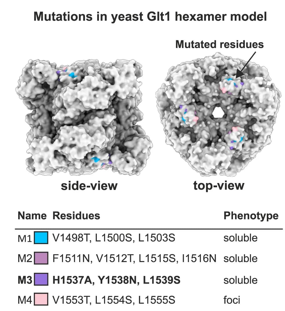 Open access visualization of Protein Structure, Mutated Residues, Glt1 Structural Model, Glt1 Polymerization, Mutants