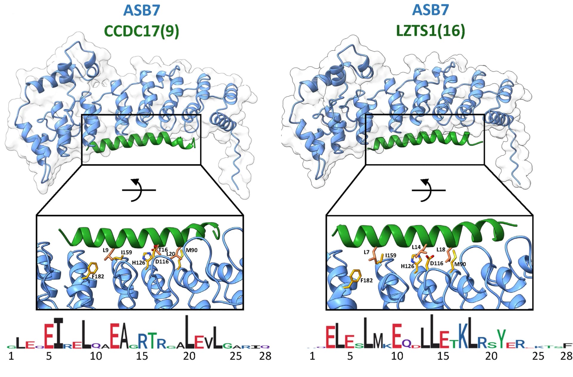Open access visualization of Protein Structure, Alphafold2, ASB7, Degron Peptides, Protein Interaction