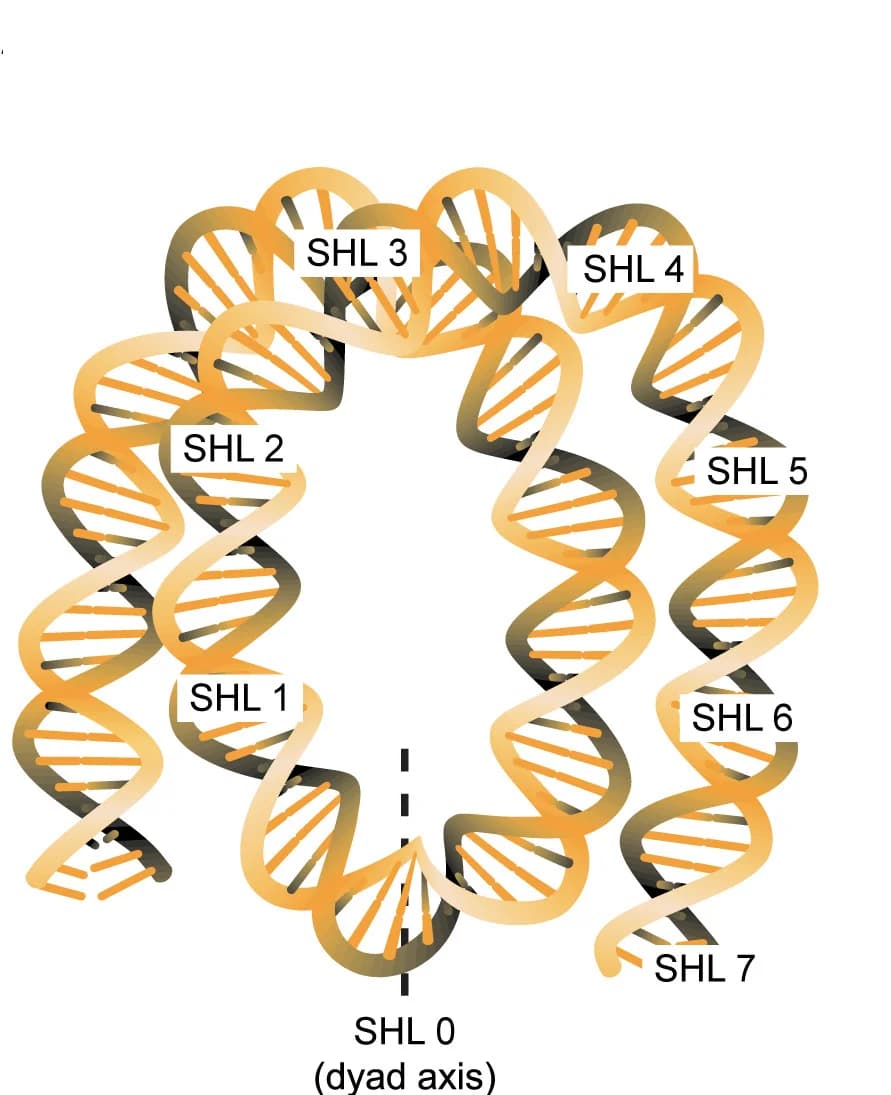 Open access visualization of Illustration, DNA, Nucleosome, Histone Octamer, Superhelical Locations