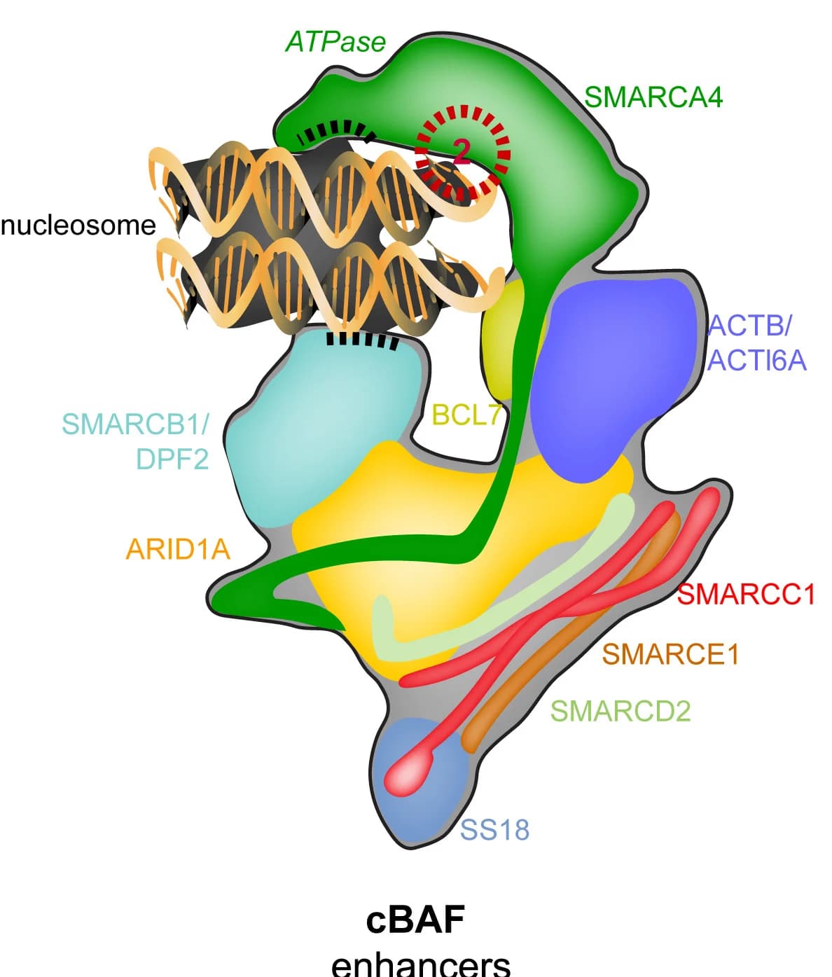 Open access visualization of Illustration, Pathway, cBAF, Nucleosome, Subunits