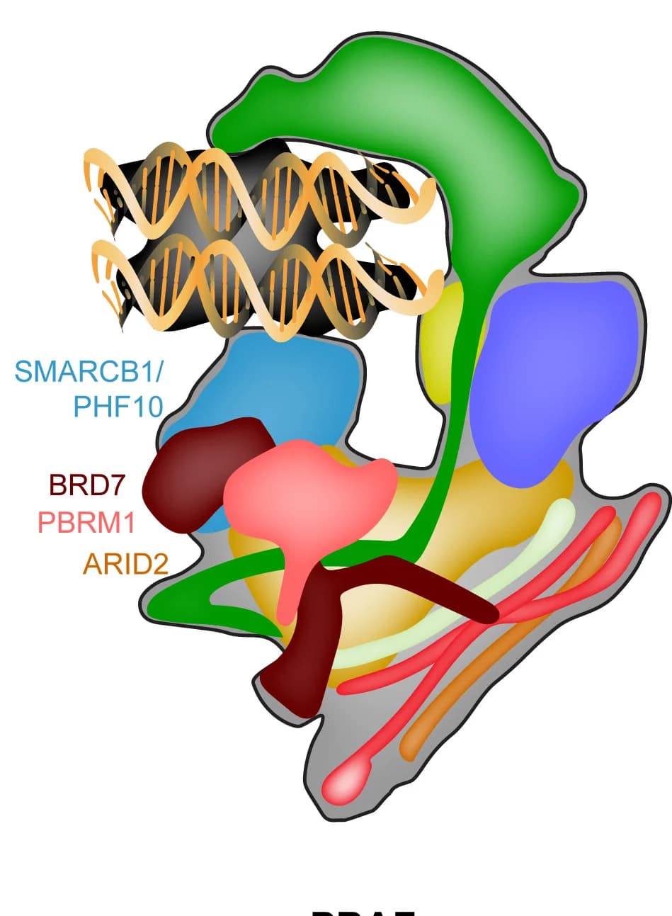 Open access visualization of Illustration, PBAF, Nucleosome, Subunits, cBAF