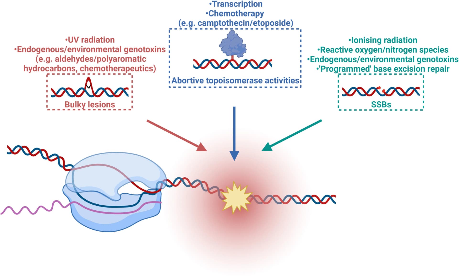 Open access visualization of Illustration, Workflow, DNA Damage, RNA Polymerase, DNA Lesions