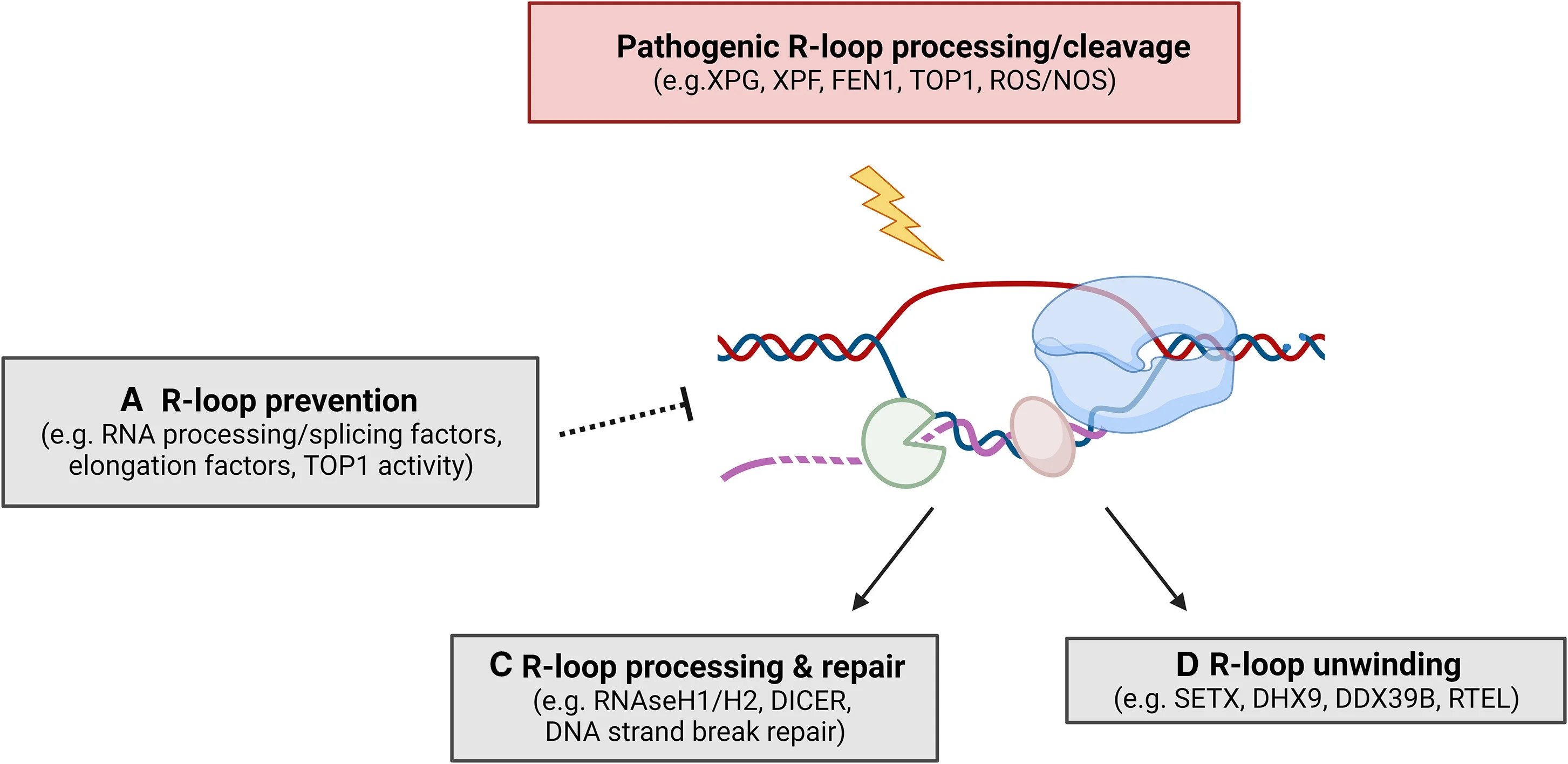 Open access visualization of Workflow, Illustration, R Loops, Nucleases, TOP1