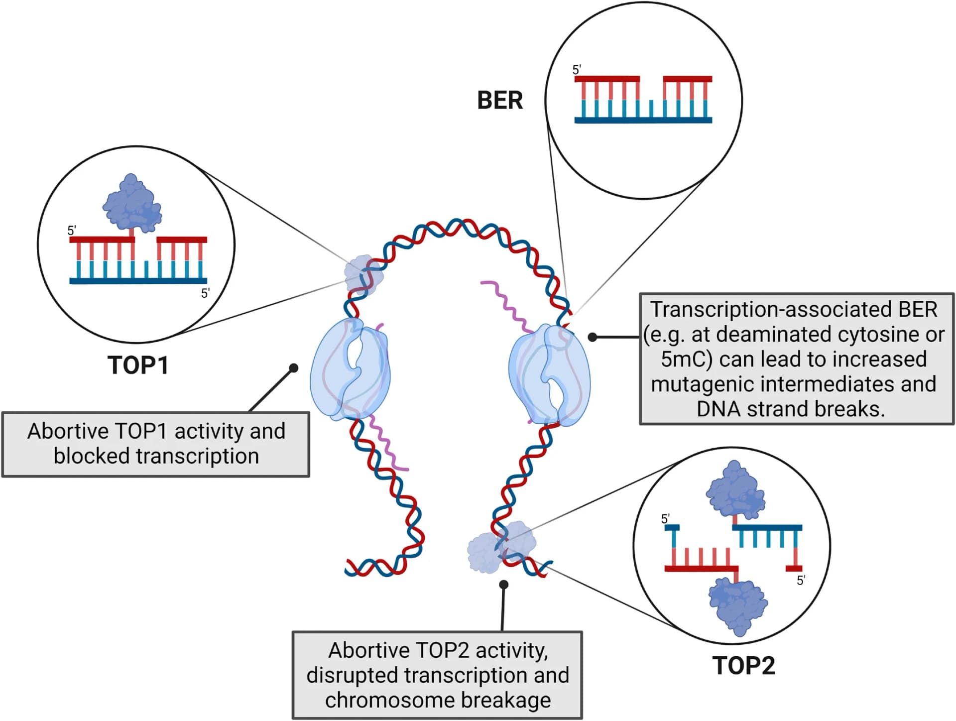 Open access visualization of Illustration, Workflow, Gene Expression, Topoisomerase Activity, Chromosome Topology