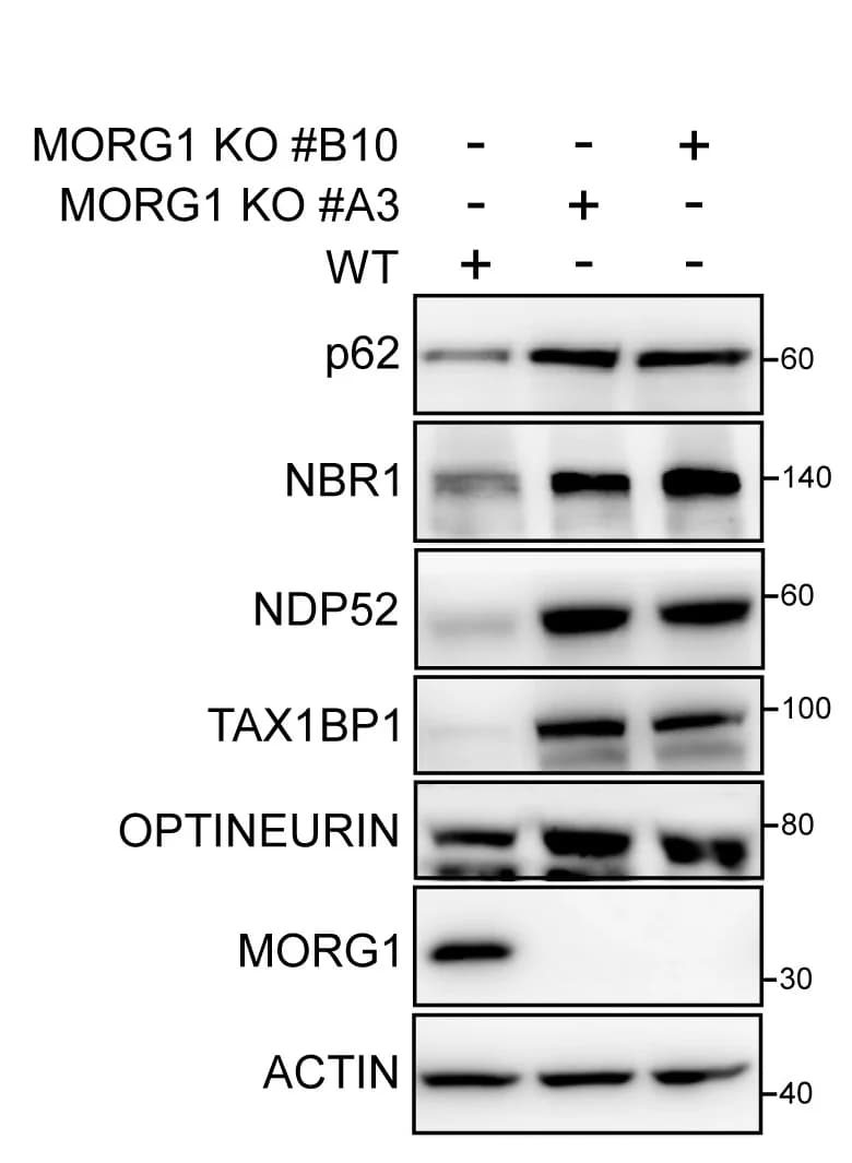Open access visualization of Gel, HeLa Cells, Wild-Type, MORG1 Knockout, Immunoblotting