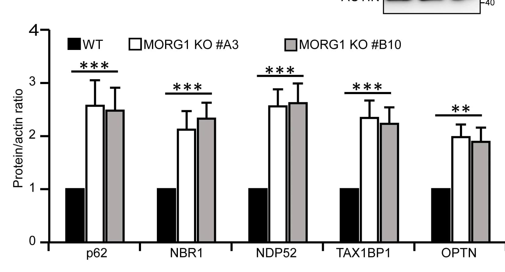Open access visualization of Bar Plot, Error Bars, Clustered, Gel, HeLa Cells