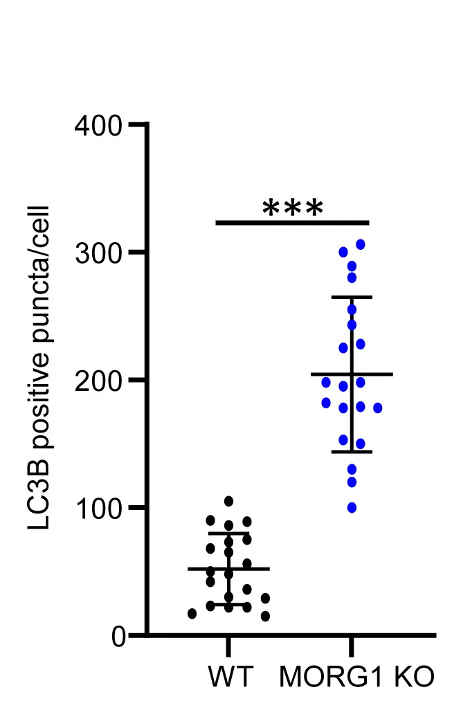 Open access visualization of Scatter Plot, Error Bars, HeLa Cells, Wild-Type, MORG1 Knockout