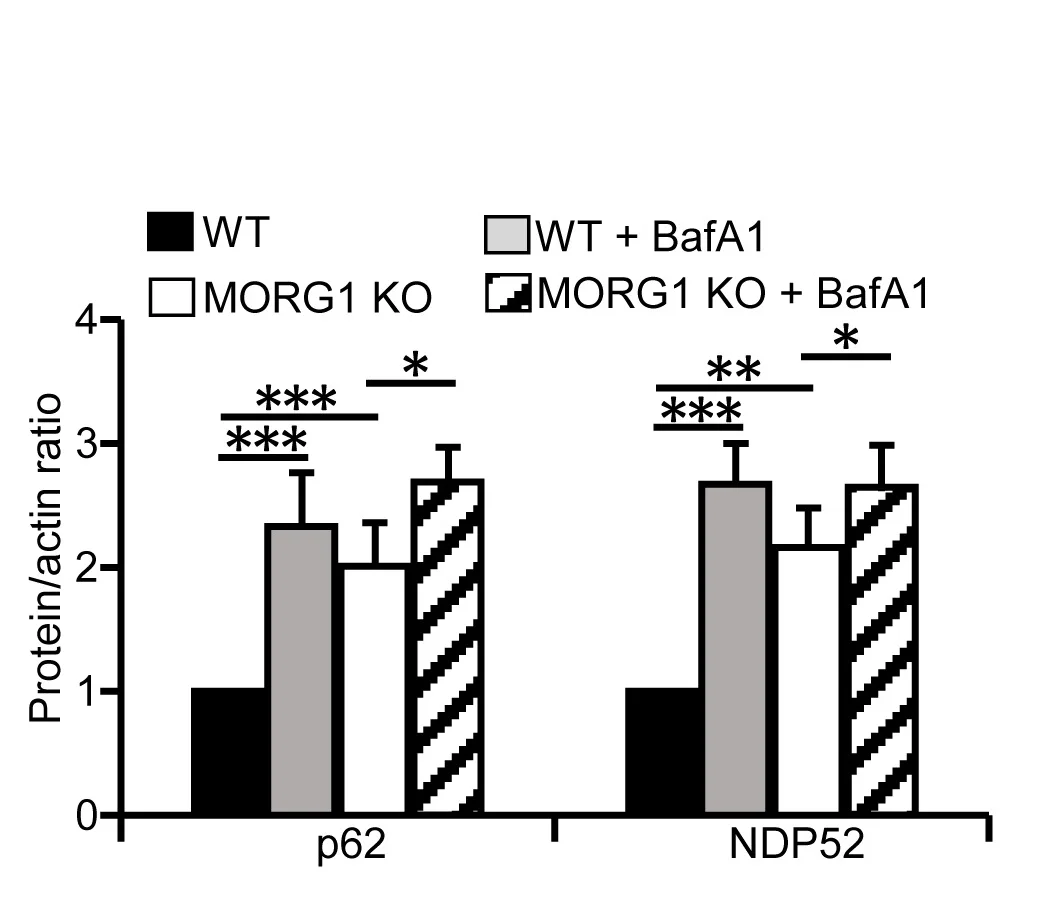 Open access visualization of Bar Plot, Error Bars, Clustered, HeLa WT Cells, MORG1 KO Cell Lines