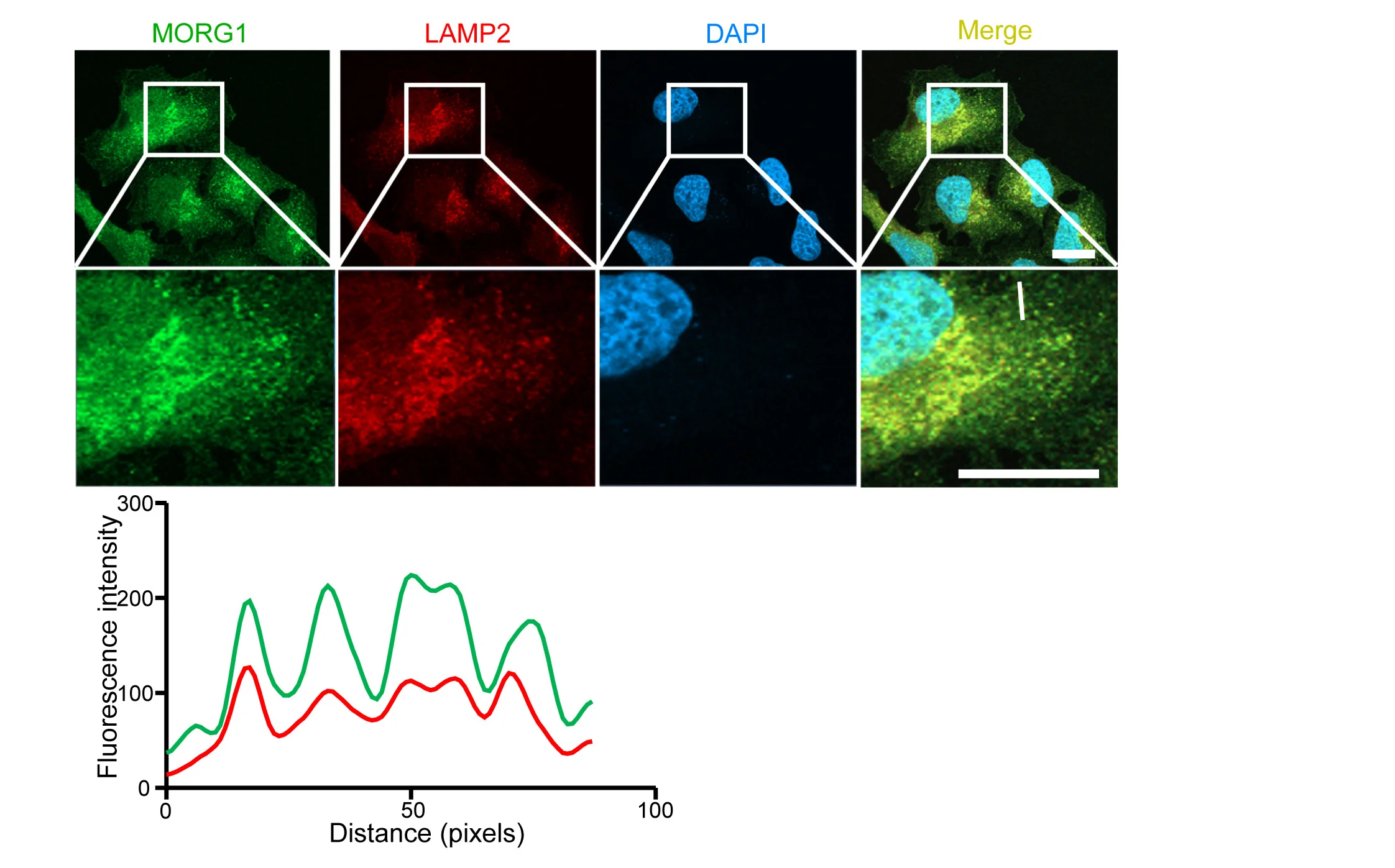 Open access visualization of Line Plot, Microscopy, HeLa Cells, MORG1, LAMP2