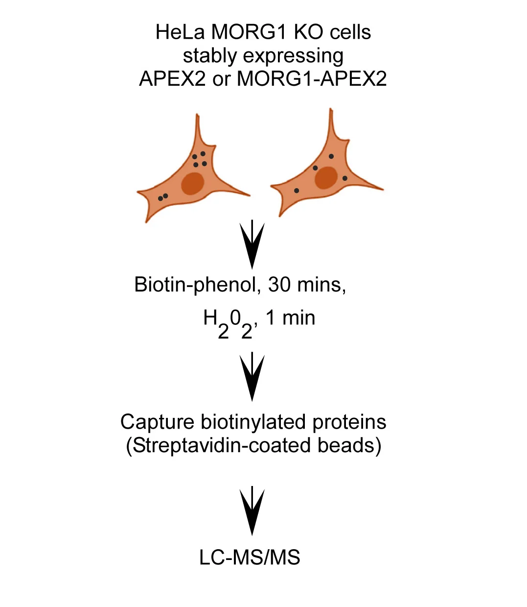 Open access visualization of Workflow, Flowchart, Illustration, MORG1-APEX2, Proximity Ligation Assay