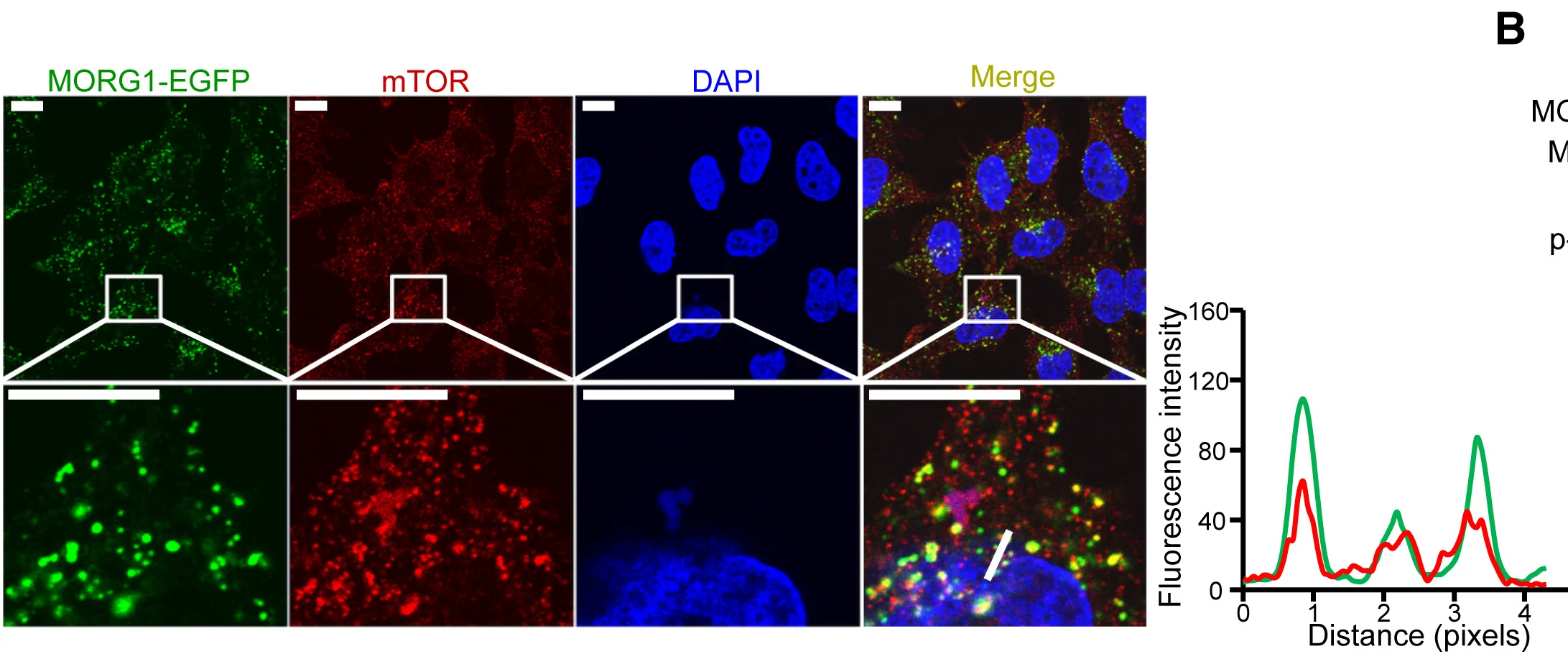 Open access visualization of Microscopy, Line Plot, MORG1 KO HeLa Cells, EGFP-tagged MORG1, mTOR