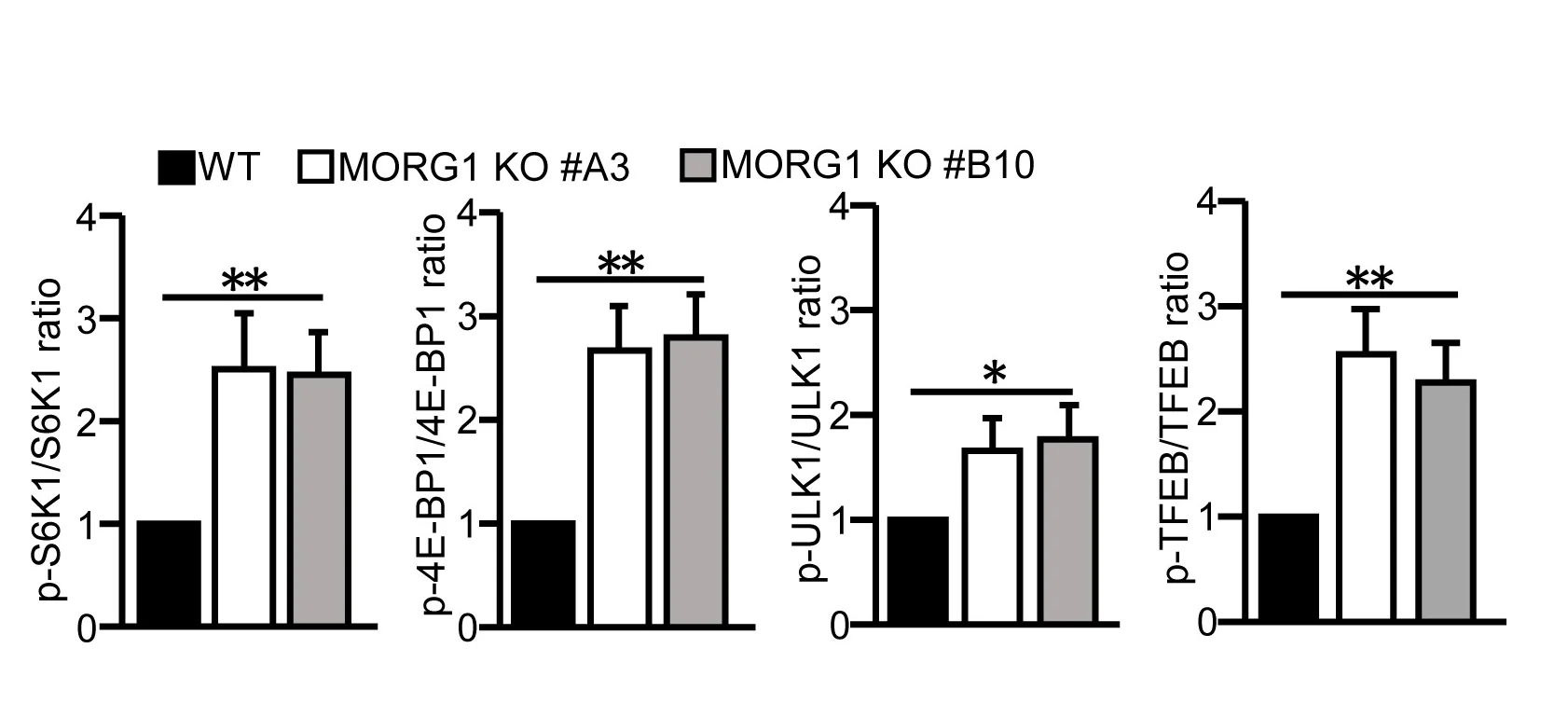 Open access visualization of Bar Plot, Error Bars, Clustered, HeLa WT, MORG1 KO Cells
