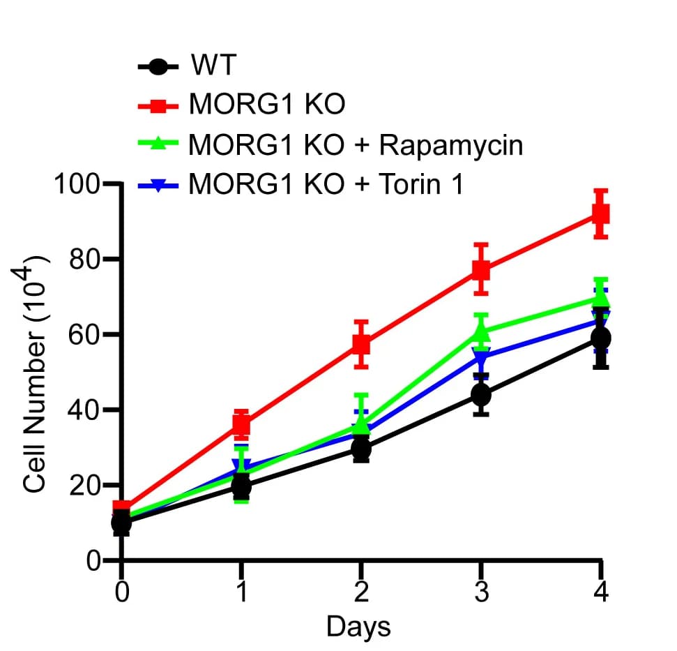 Open access visualization of Line Plot, Error Bars, MORG1 KO Cells, Rapamycin, Torin1