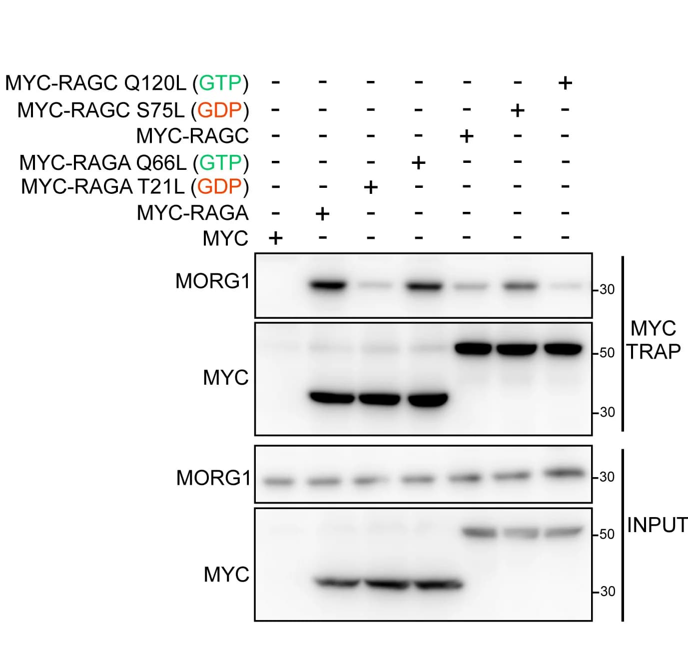 Open access visualization of Gel, MORG1, Rag GTPases, RagAGTP, RagCGDP