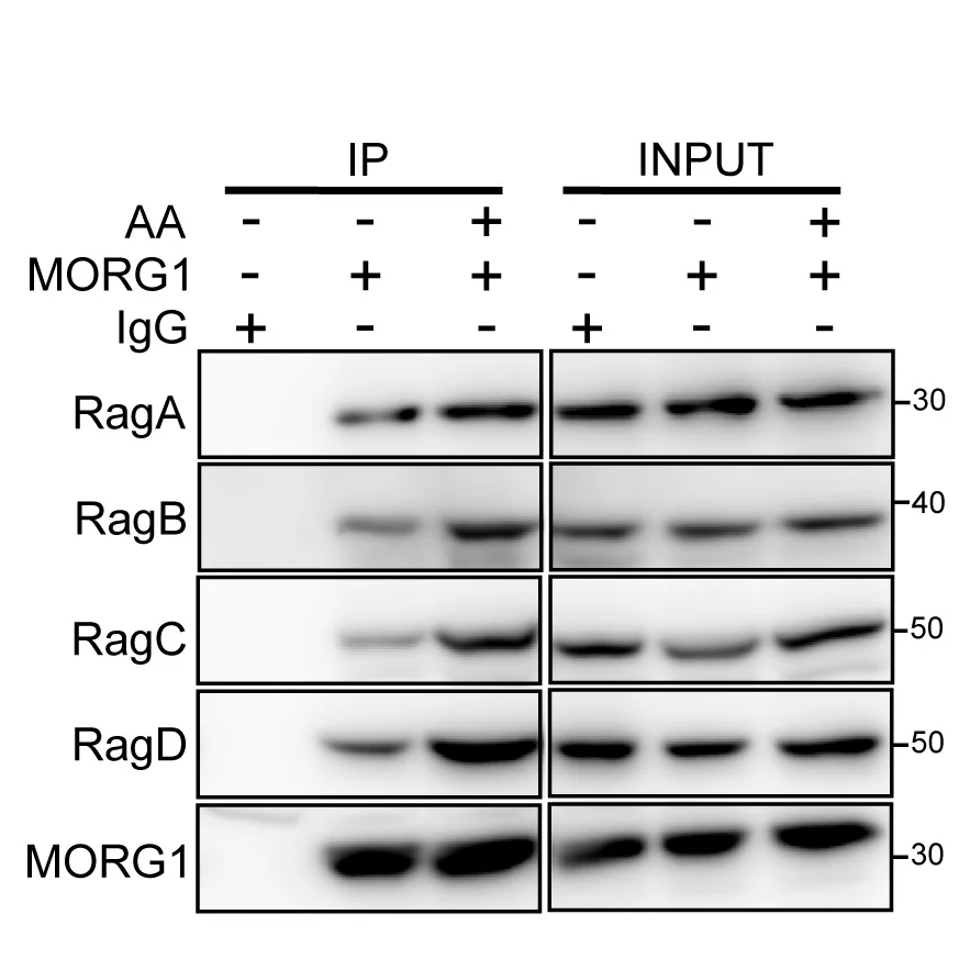 Open access visualization of Gel, Rag GTPases, MORG1, Co-immunoprecipitation, HeLa Cells