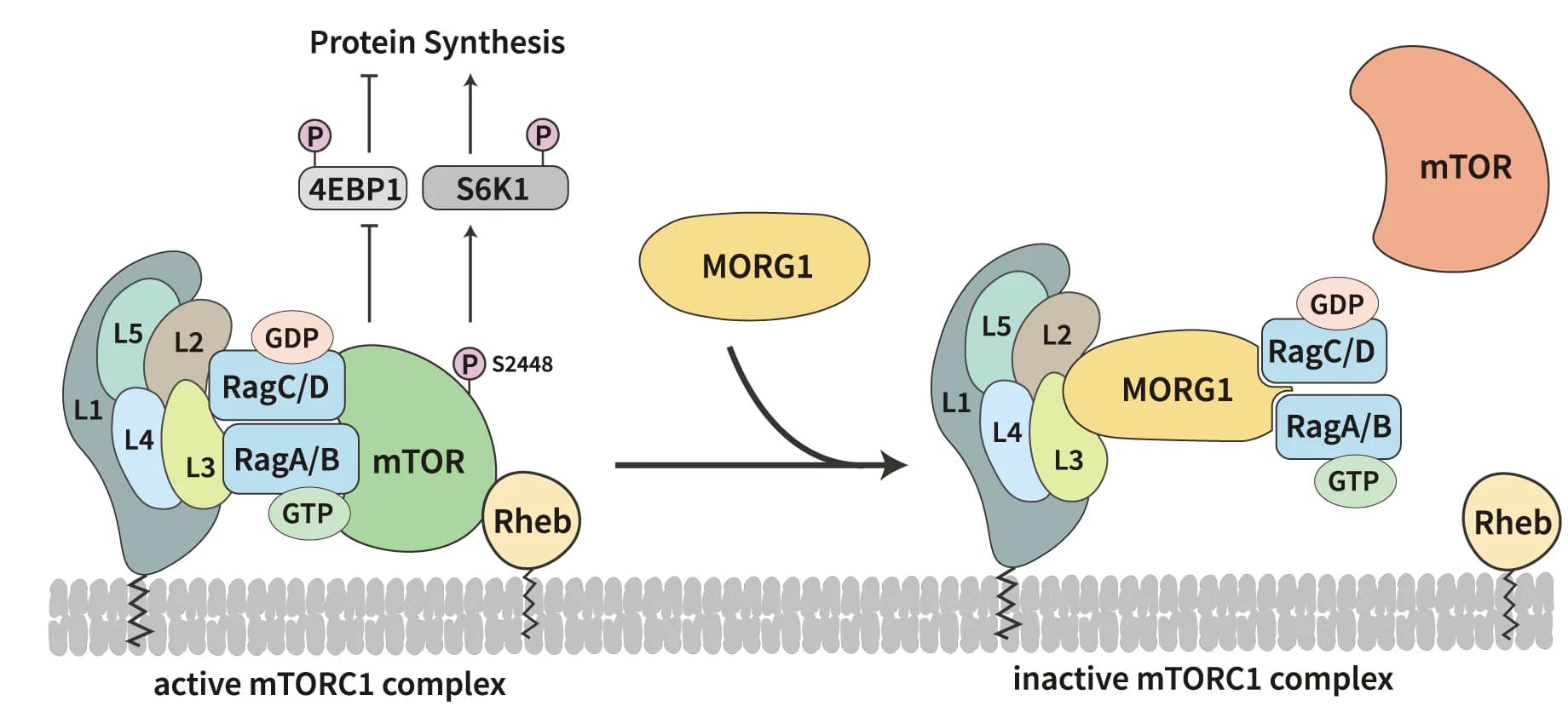 Open access visualization of Workflow, Illustration, MORG1, mTORC1, Rag GTPases