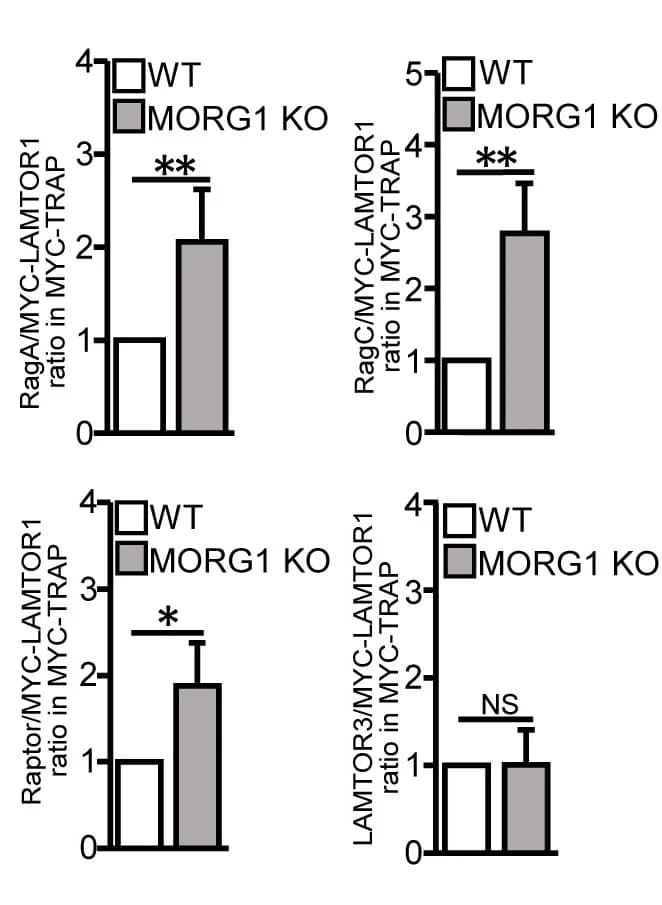 Open access visualization of Bar Plot, Error Bars, Clustered, Co-immunoprecipitation, Quantification